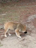 Lupine, a male German Shepherd Dog and Siberian Husky for sale in Center Ossipee, NH – 6 of 7
