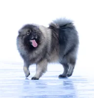 Delta, a female Keeshond and Siberian Husky for sale in Center Ossipee, NH – 9 of 10