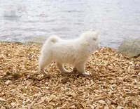 Glenfyne, a female Pomsky for sale in Center Ossipee, NH – Photo 7 of 9