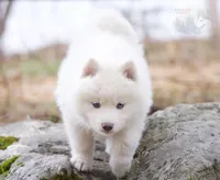 Glenfyne, a female Pomsky for sale in Center Ossipee, NH – Photo 2 of 9