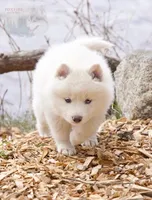 Glenfyne, a female Pomsky for sale in Center Ossipee, NH – Photo 3 of 9