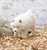 Glenfyne, a female Pomsky for sale in Center Ossipee, NH – Photo 6 of 9