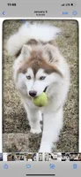 Glenfyne, a female Pomsky for sale in Center Ossipee, NH – Photo 9 of 9