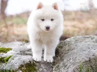 Glenfyne, a female Pomsky for sale in Center Ossipee, NH – Photo 1 of 9