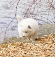 Glenfyne, a female Pomsky for sale in Center Ossipee, NH – Photo 4 of 9