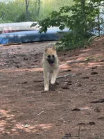 Daisy Mae, a female German Shepherd Dog and Siberian Husky for sale in Center Ossipee, NH – 6 of 6