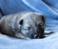 Dauphine, a female Keeshond and Siberian Husky for sale in Center Ossipee, NH – 2 of 10