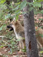 Lupine, a male German Shepherd Dog and Siberian Husky for sale in Center Ossipee, NH – 7 of 7