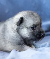 Dart, a female Keeshond and Siberian Husky for sale in Center Ossipee, NH – 5 of 10