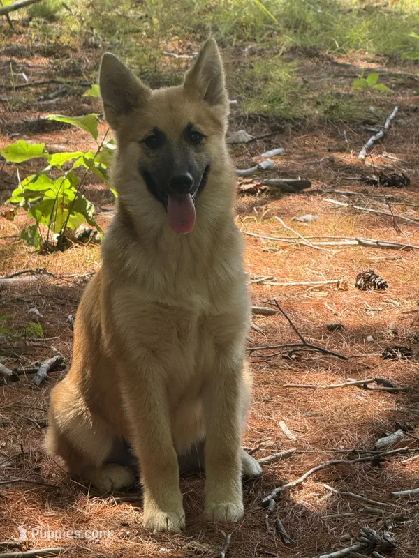 Hyacinth – German Shepherd Dog, Siberian Husky puppy for sale in Center Ossipee, NH