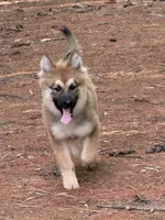 Lupine, a male German Shepherd Dog and Siberian Husky for sale in Center Ossipee, NH – 2 of 7