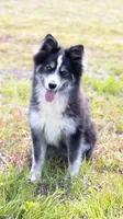 Champagne, a female Samoyed and Pomsky for sale in Center Ossipee, NH – 3 of 10