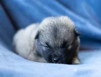 Delta, a female Keeshond and Siberian Husky for sale in Center Ossipee, NH – 4 of 10