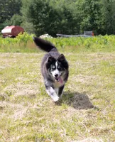 Champagne, a female Samoyed and Pomsky for sale in Center Ossipee, NH – 4 of 10