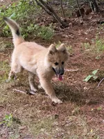 Larkspur, a male German Shepherd Dog and Siberian Husky for sale in Center Ossipee, NH – 2 of 5