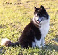 Dublin, a male Pomsky for sale in Center Ossipee, NH – Photo 10 of 10