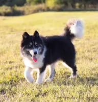 Dublin, a male Pomsky for sale in Center Ossipee, NH – Photo 8 of 10