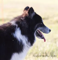 Dublin, a male Pomsky for sale in Center Ossipee, NH – Photo 7 of 10