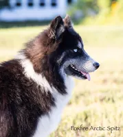 Dublin, a male Pomsky for sale in Center Ossipee, NH – Photo 9 of 10