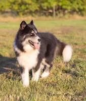 Dublin, a male Pomsky for sale in Center Ossipee, NH – Photo 4 of 10