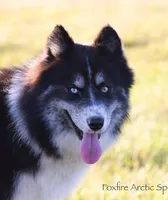 Dublin, a male Pomsky for sale in Center Ossipee, NH – Photo 1 of 10