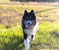 Dublin, a male Pomsky for sale in Center Ossipee, NH – Photo 2 of 10