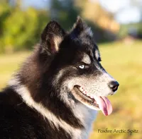 Dublin, a male Pomsky for sale in Center Ossipee, NH – Photo 5 of 10