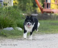 Dublin, a male Pomsky for sale in Center Ossipee, NH – Photo 3 of 10