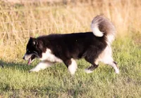 Dublin, a male Pomsky for sale in Center Ossipee, NH – Photo 6 of 10