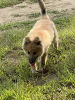 Larkspur, a male German Shepherd Dog and Siberian Husky for sale in Center Ossipee, NH – 5 of 5