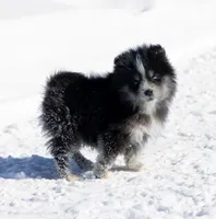 Coach, a male Samoyed and Pomsky for sale in Center Ossipee, NH – Photo 2 of 10