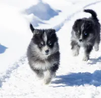 Coach, a male Samoyed and Pomsky for sale in Center Ossipee, NH – Photo 4 of 10