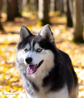 Coach, a male Samoyed and Pomsky for sale in Center Ossipee, NH – Photo 10 of 10
