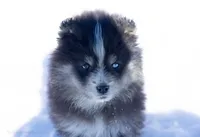 Coach, a male Samoyed and Pomsky for sale in Center Ossipee, NH – Photo 6 of 10