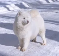 Coach, a male Samoyed and Pomsky for sale in Center Ossipee, NH – Photo 8 of 10