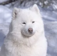 Coach, a male Samoyed and Pomsky for sale in Center Ossipee, NH – Photo 7 of 10
