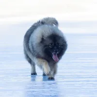 Ducato, a male Keeshond and Siberian Husky for sale in Center Ossipee, NH – 10 of 10