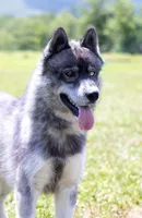 Delta, a female Keeshond and Siberian Husky for sale in Center Ossipee, NH – 8 of 10
