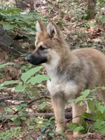 Lupine, a male German Shepherd Dog and Siberian Husky for sale in Center Ossipee, NH – 4 of 7