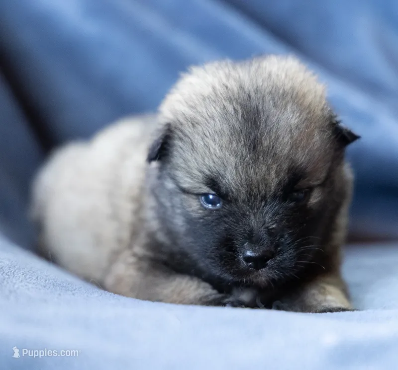 Delta – Keeshond, Siberian Husky puppy for sale in Center Ossipee, NH