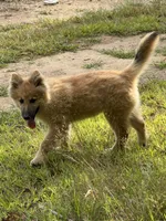 Larkspur, a male German Shepherd Dog and Siberian Husky for sale in Center Ossipee, NH – 3 of 5