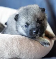 Dart, a female Keeshond and Siberian Husky for sale in Center Ossipee, NH – 1 of 10