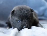 Ducato, a male Keeshond and Siberian Husky for sale in Center Ossipee, NH – 4 of 10