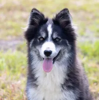 Champagne, a female Samoyed and Pomsky for sale in Center Ossipee, NH – 2 of 10