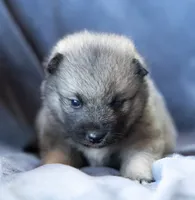 Dart, a female Keeshond and Siberian Husky for sale in Center Ossipee, NH – 2 of 10
