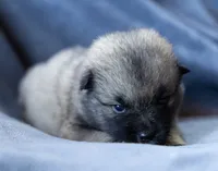 Delta, a female Keeshond and Siberian Husky for sale in Center Ossipee, NH – 3 of 10