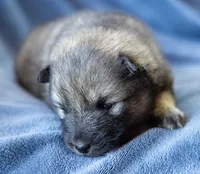Dauphine, a female Keeshond and Siberian Husky for sale in Center Ossipee, NH – 6 of 10