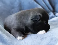 Ducato, a male Keeshond and Siberian Husky for sale in Center Ossipee, NH – 3 of 10