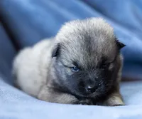 Delta, a female Keeshond and Siberian Husky for sale in Center Ossipee, NH – 2 of 10