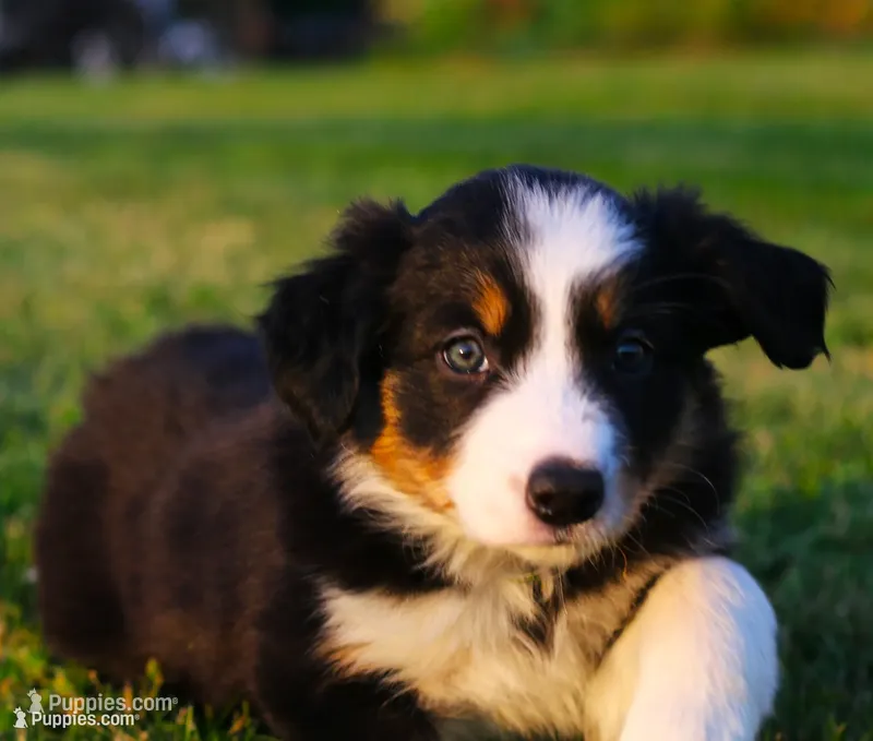 Trudy – Border Collie puppy for sale in Drumore, PA